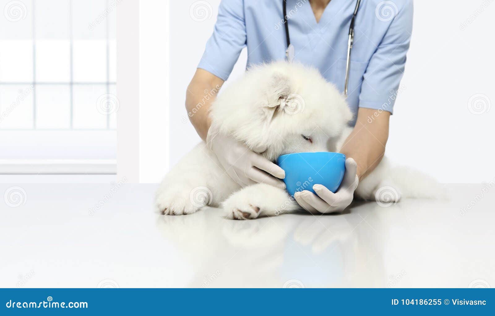 clinically tested products veterinary examination dog, with kibble dry food in bowl, on table in vet clinic, animal diet concept