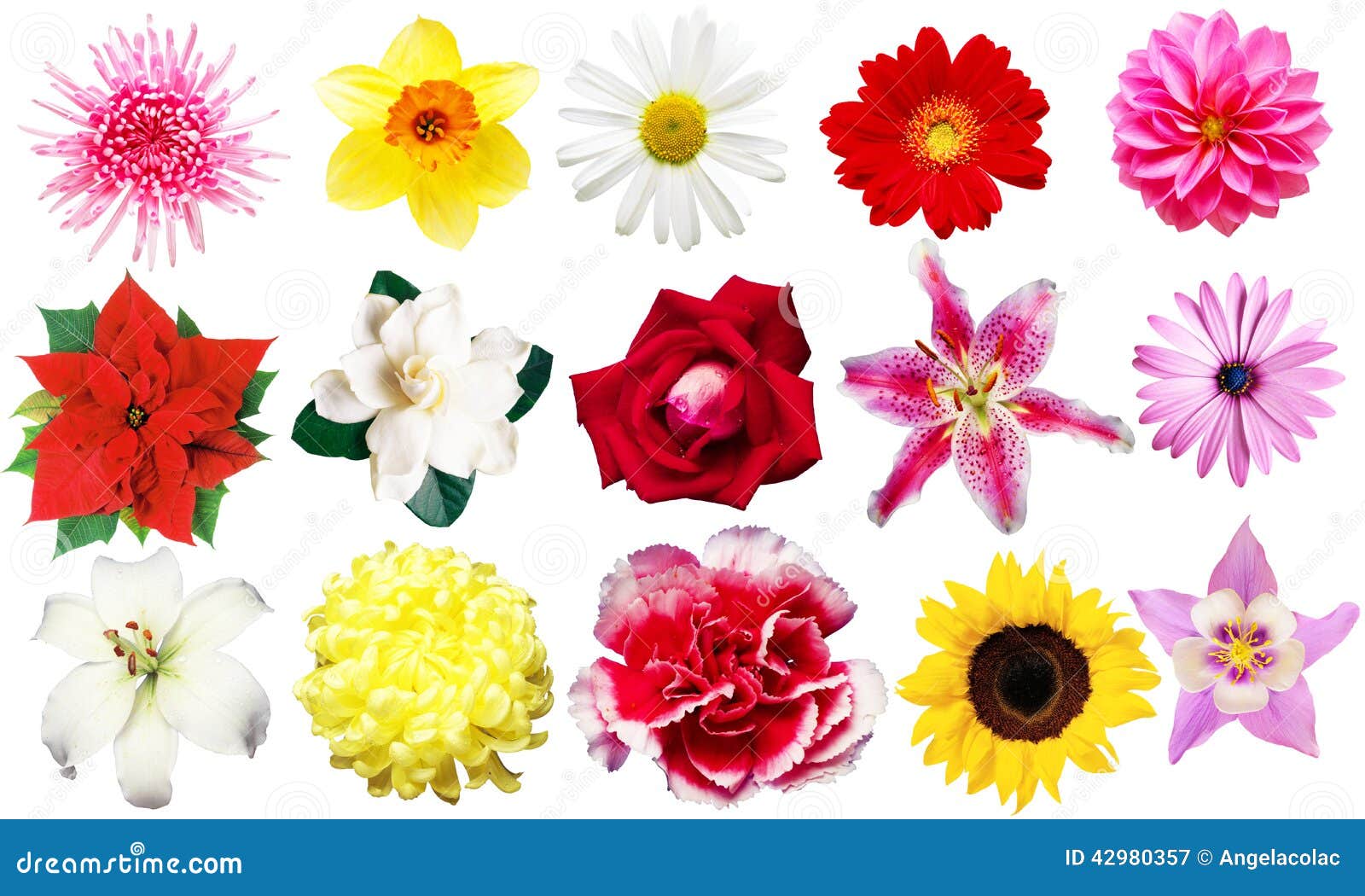 clipart flowers