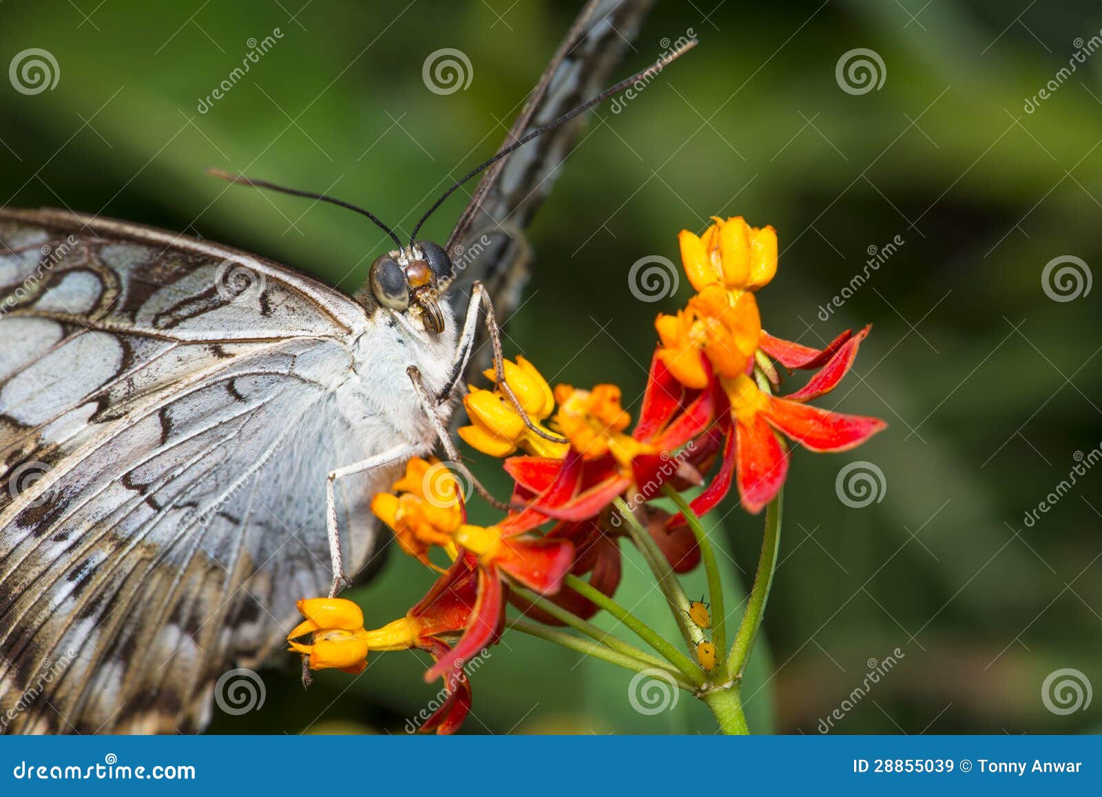 clipper butterfly macro