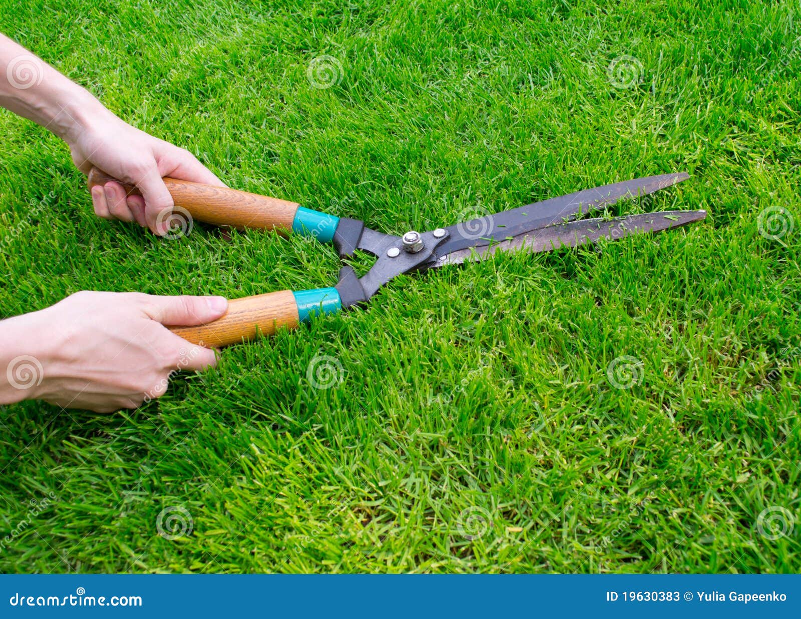 Clippers on the grass stock image. Image of leaves, neat 19630383
