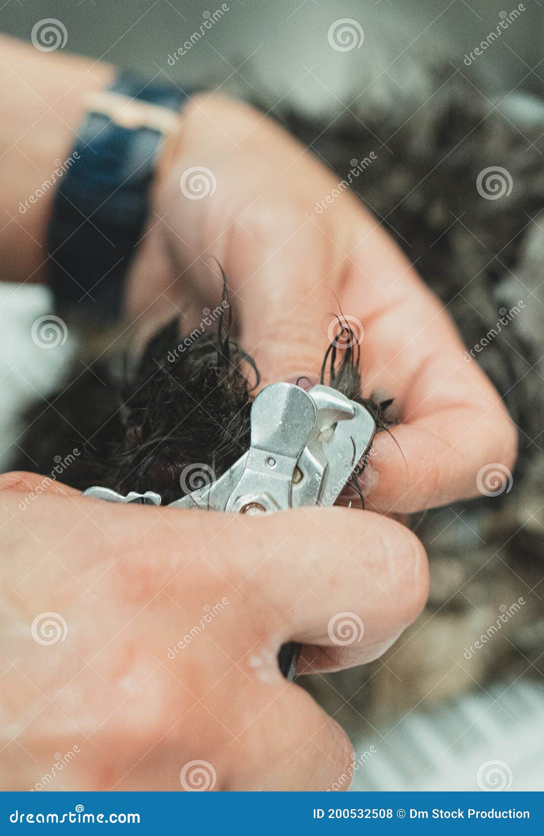 Clipping a cat`s claws stock photo. Image of nail, claw 200532508