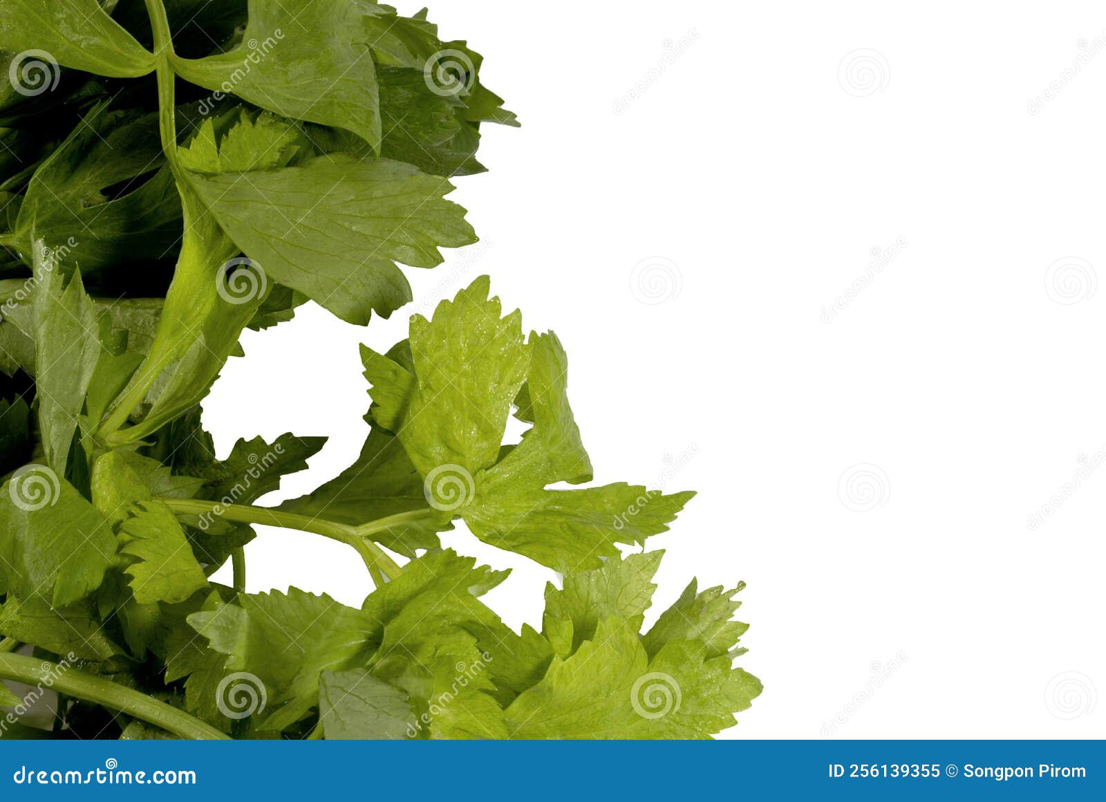 Clipping Path Green Celery Leaves Stock Image Image of clipping