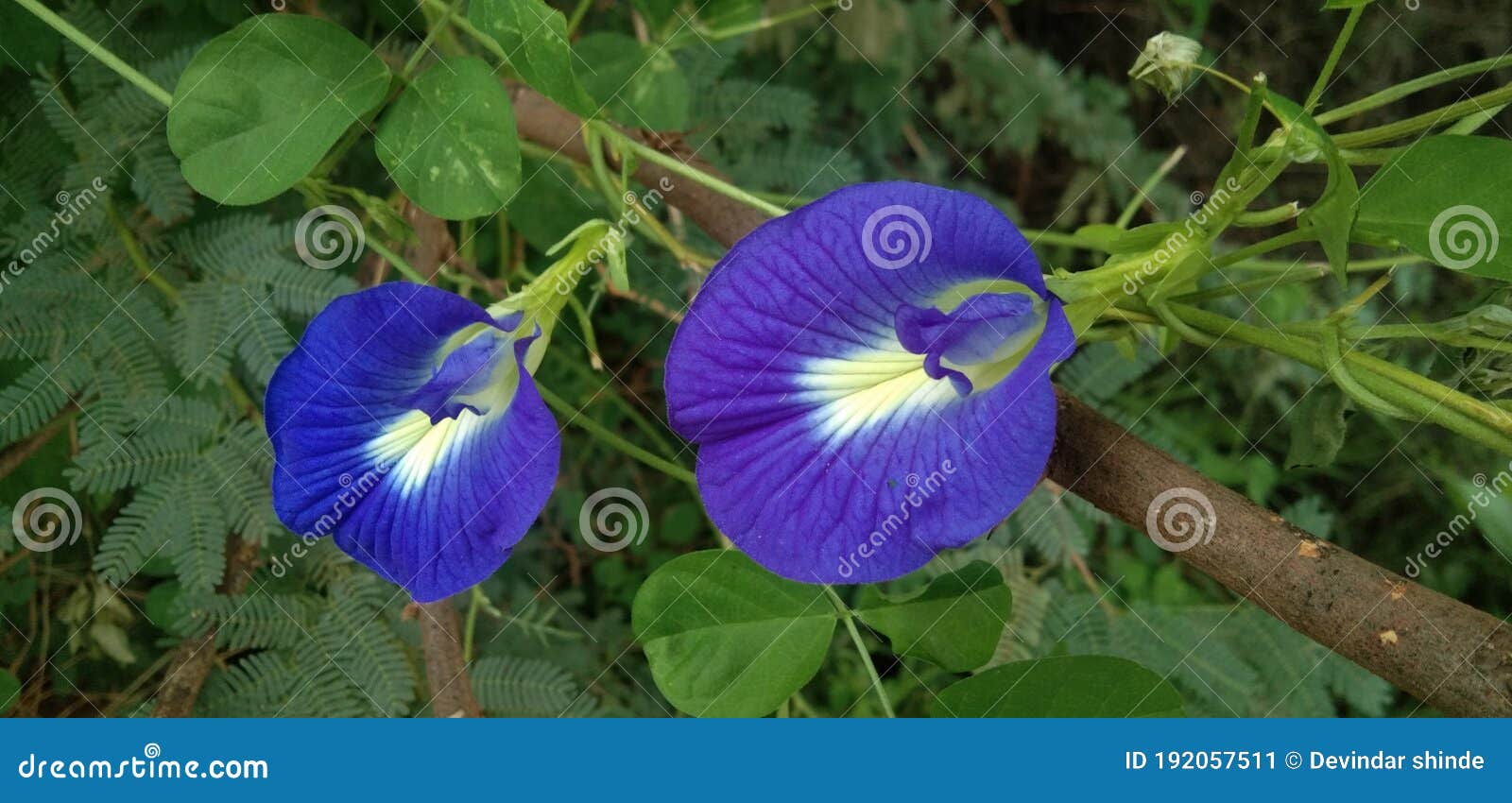 Clitoria Ternatea Beautiful Blue Colour Flowers Stock Image ...