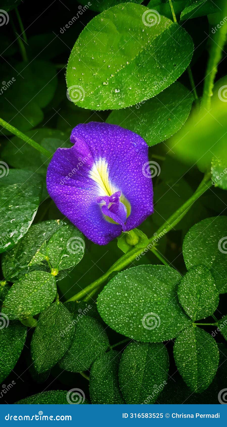 clitoria ternatea is an endemic plant species native to the indonesian island of ternate which belongs to the fabaceae family