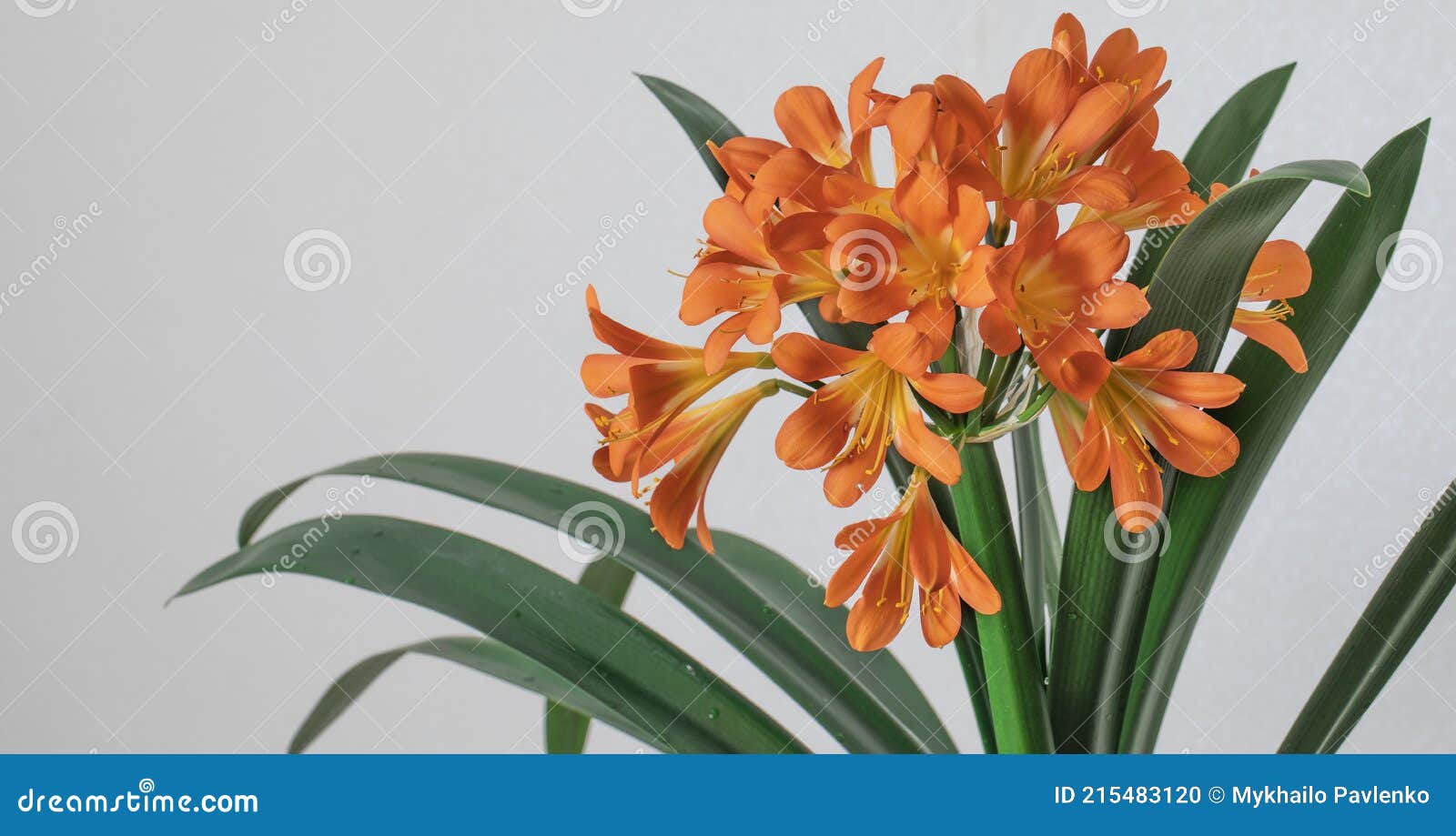 Clivia, a Large Orange Flower on a White Background. Stock Photo - Image of  bunch, white: 215483120