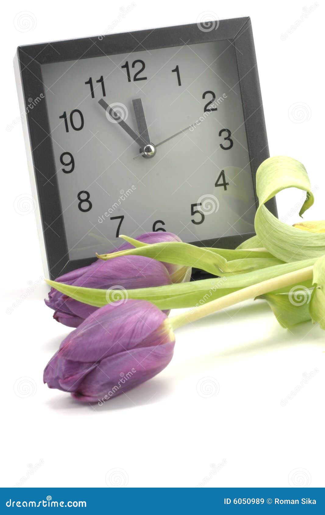 Clock with Blooms of Tulips Stock Image Image of shadow, morning 6050989