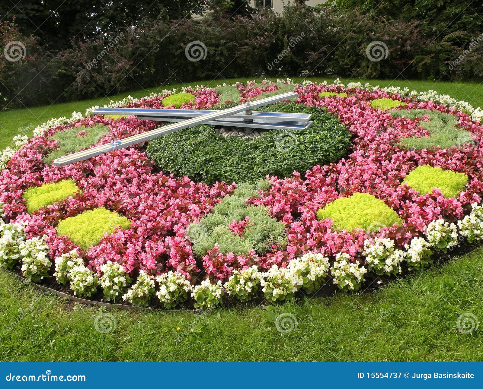 Clock flowers stock image. Image of white, time, bloom 15554737