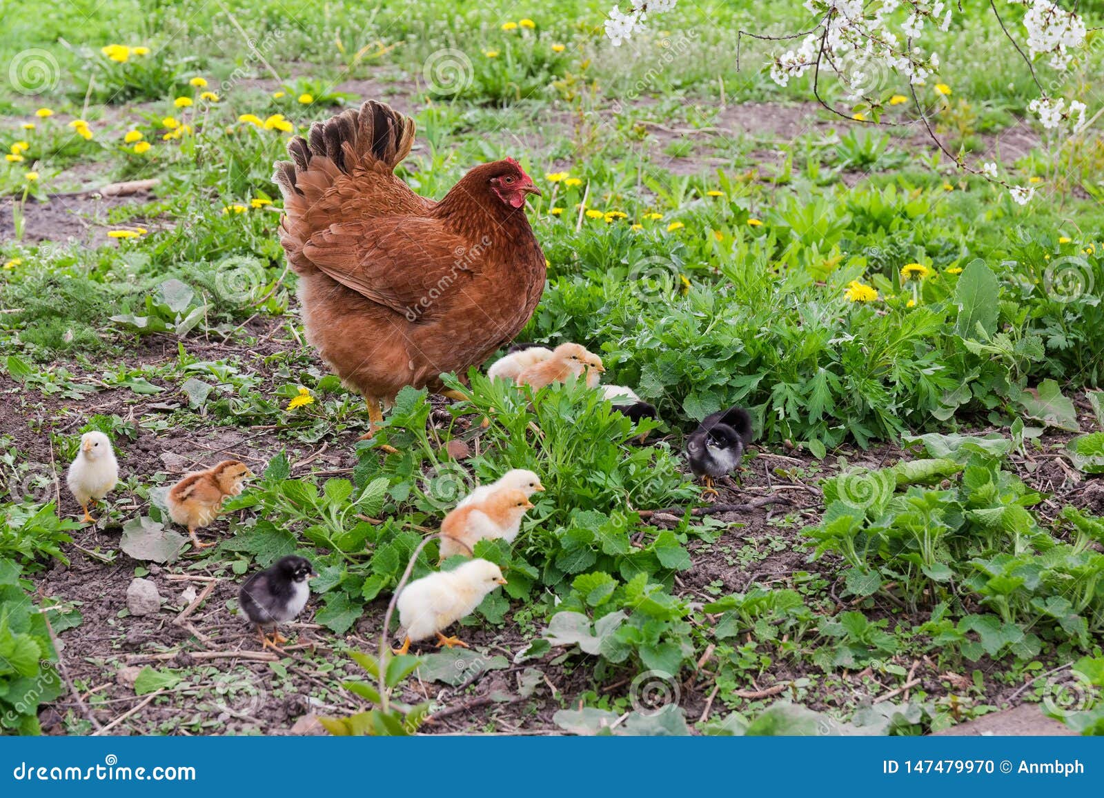 clocking hen with its chicks among grass on the farm