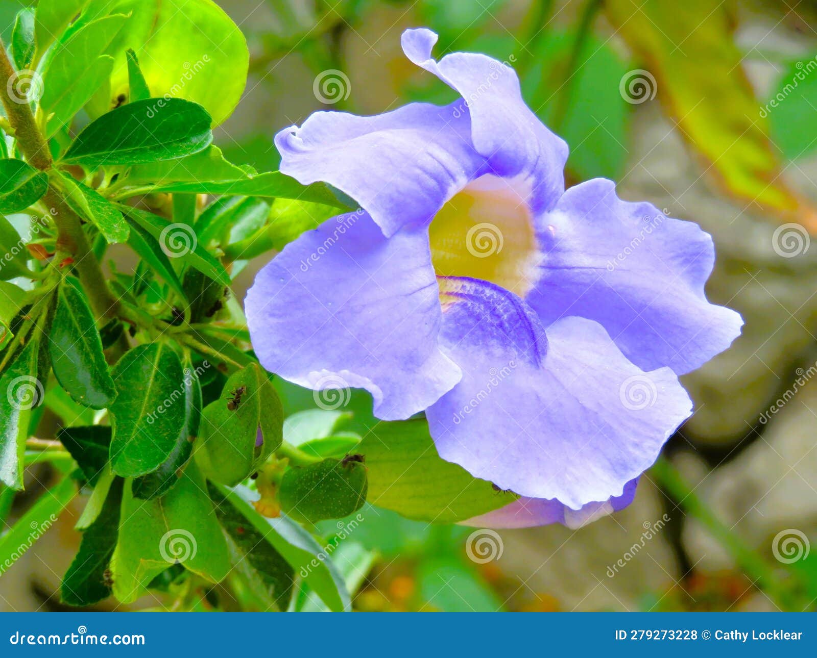 Clockvine Flower, a Purple Bloom that Grows on an Evergreen Vine Stock