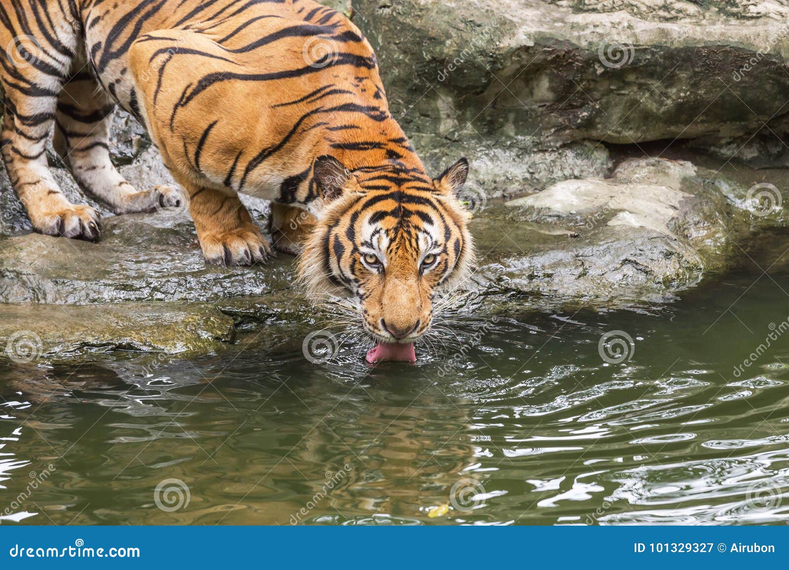 cloe up bengal tiger be thirsty crouch drinking water