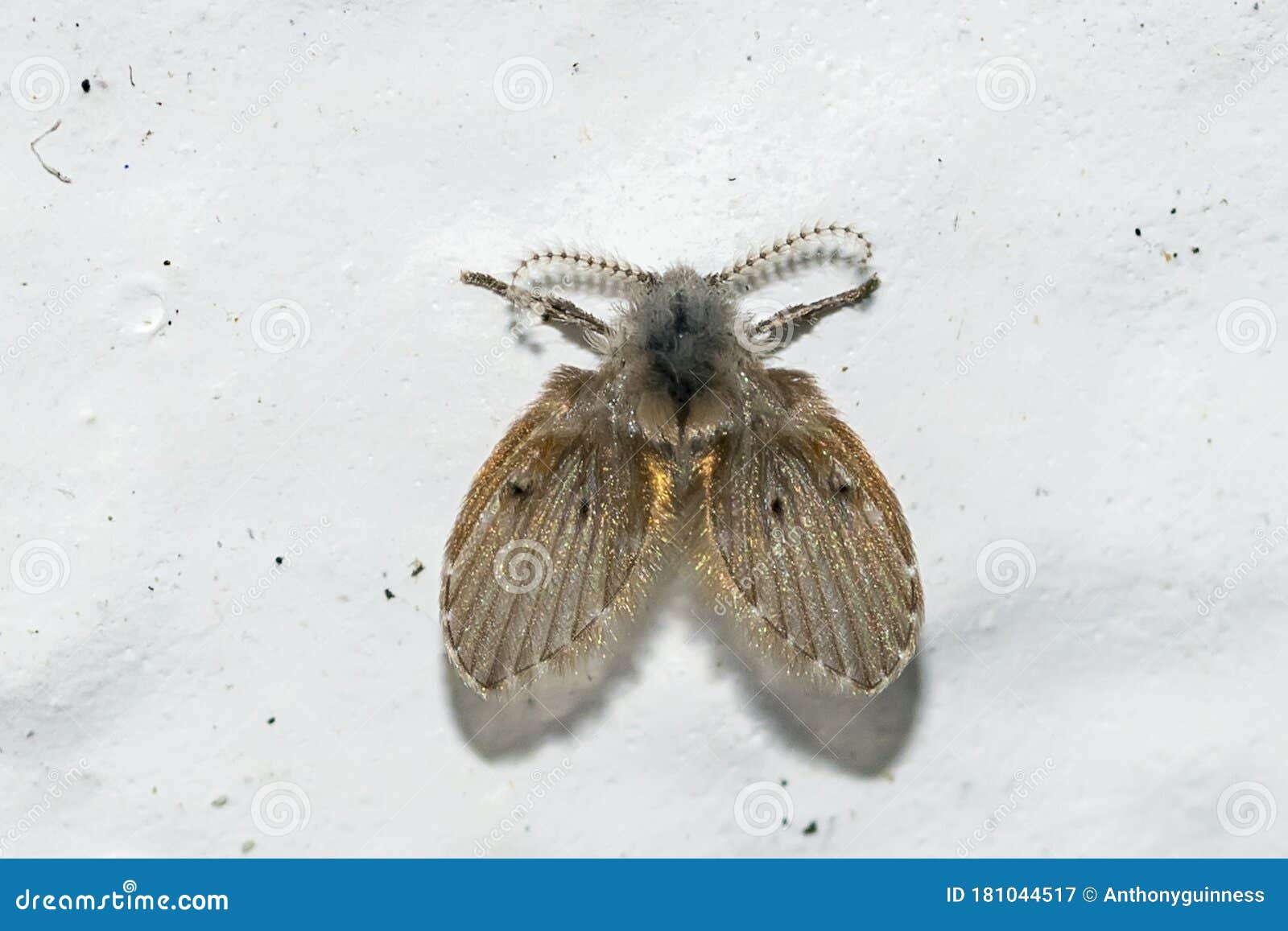 psychodidae larvae