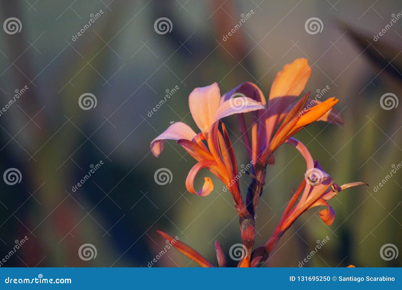 strelitzia reginae flower closeup