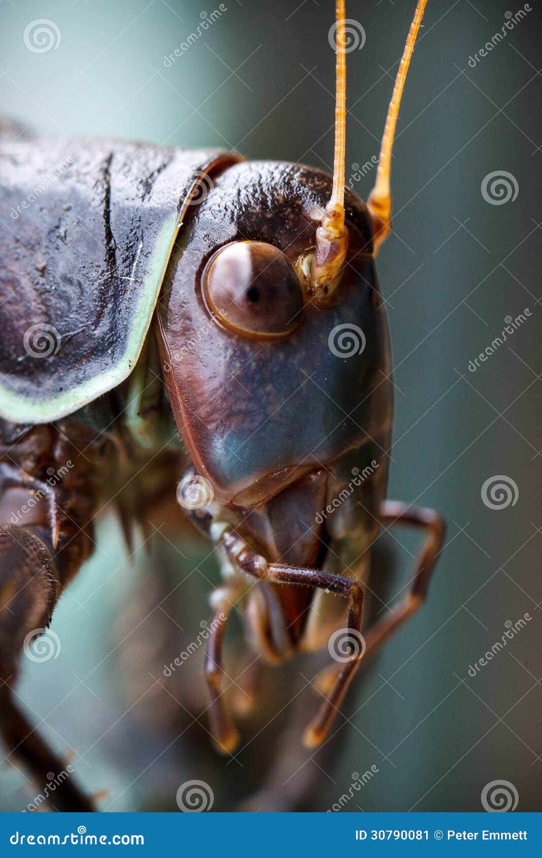 Close of a Crickets Head stock image. Image of green 30790081