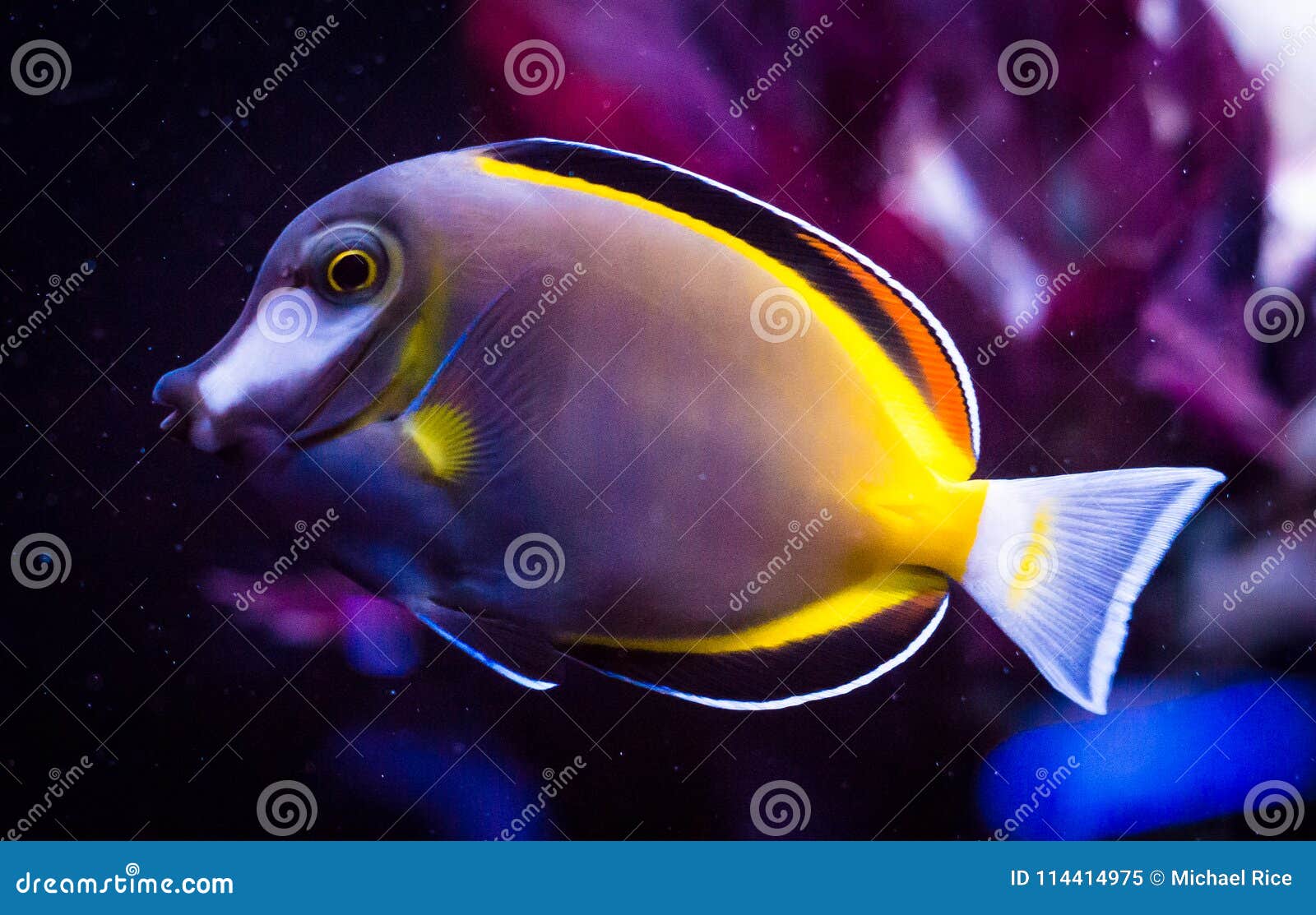 Close detail of powder brown tang, Acanthurus japonicus, housed in a captive reef aquarium system.