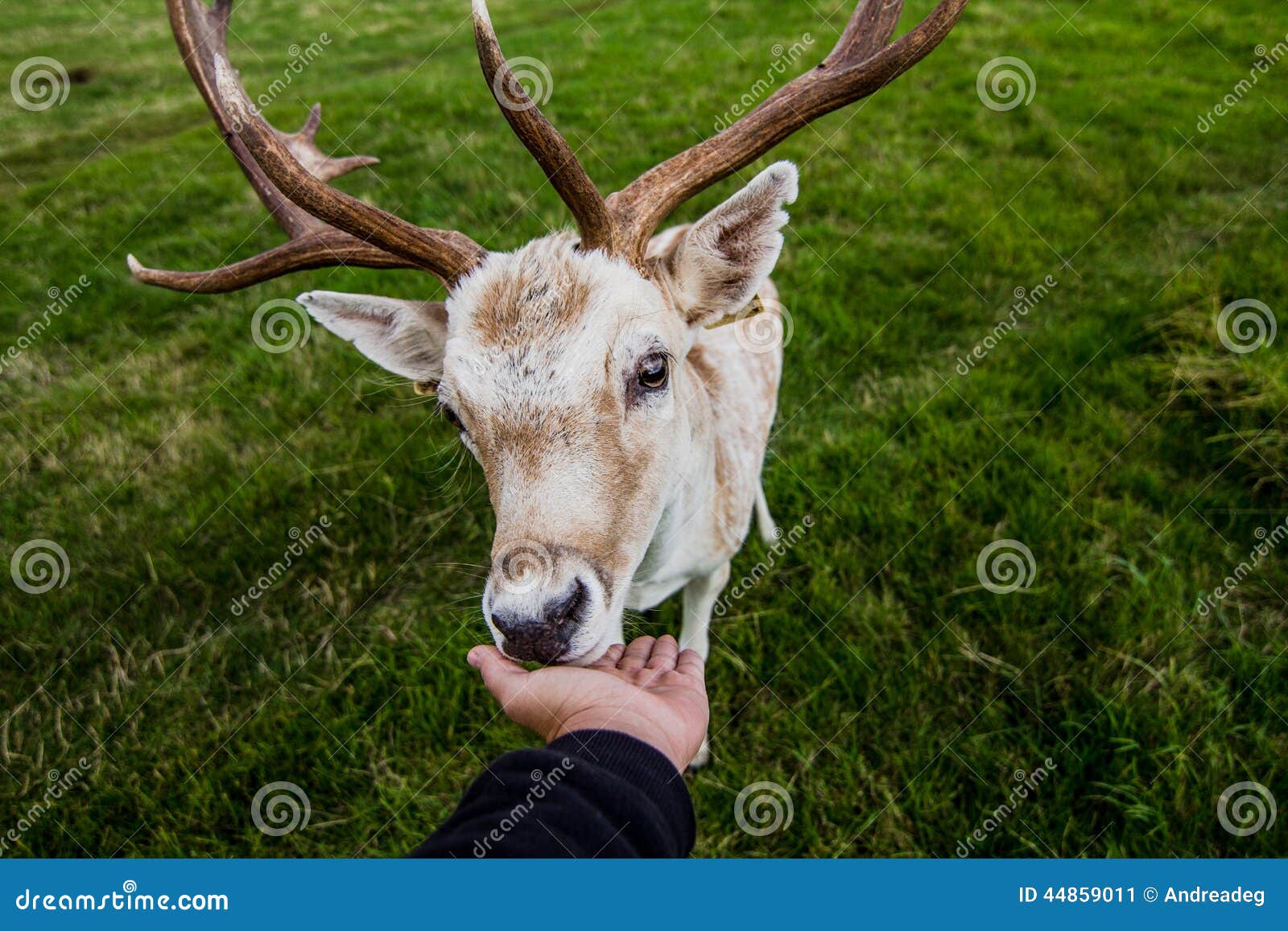 close encounter with a deer