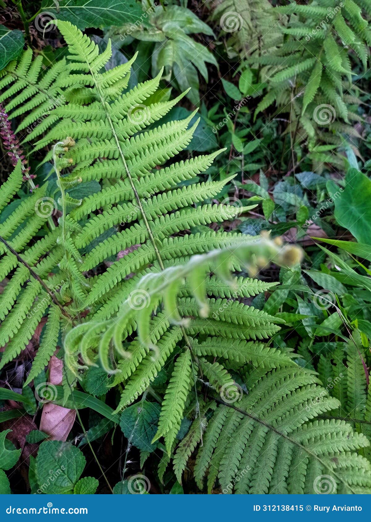 close the fresh green leaves of dryopteris filix-mas.