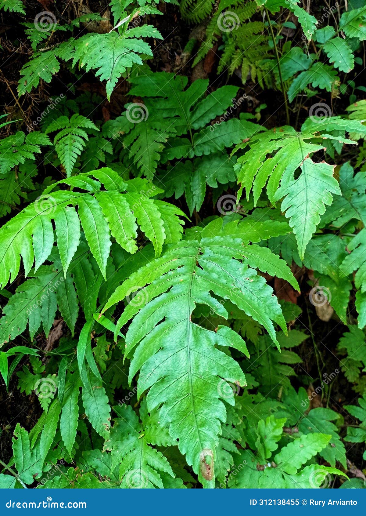 close the fresh green leaves of dryopteris filix-mas.