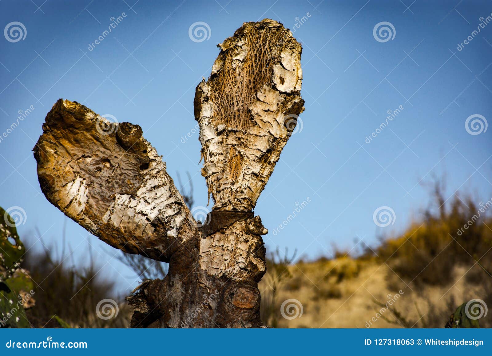 Close Image of a Dry Cactus Stock Image Image of dying, natural