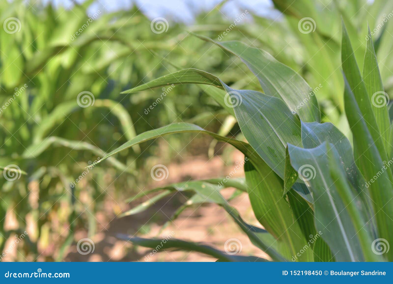 Leaves of Corn Growint in a Field Stock Photo Image of culture