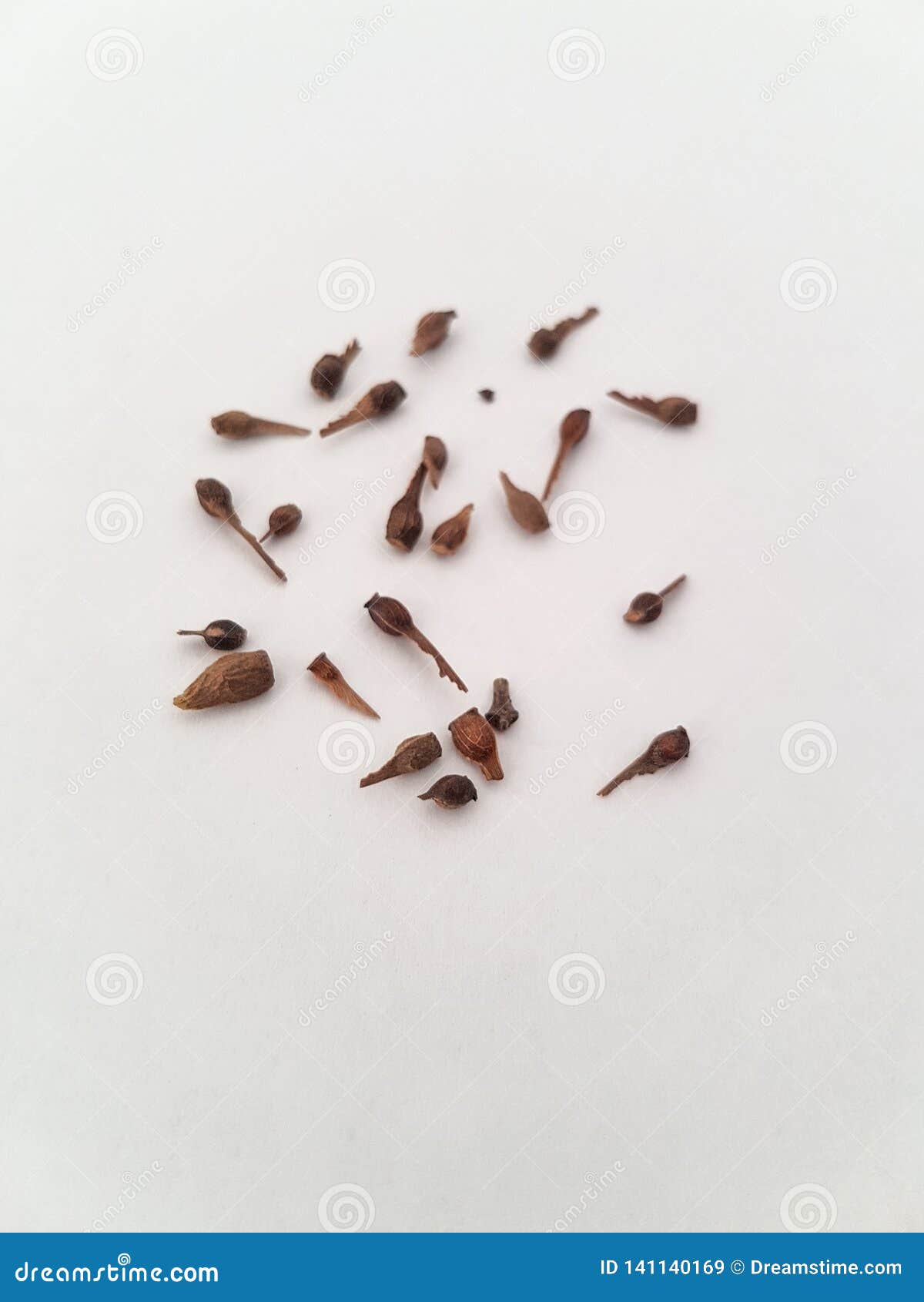 Close Look Up of Maple Tree Seeds for Bonsai Stock Image Image of