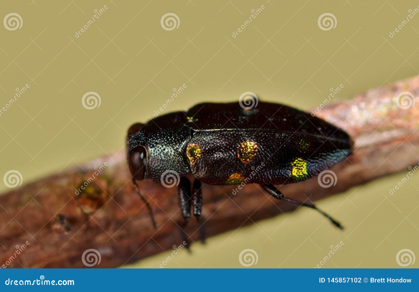 jewel beetle displaying its colorful spots.