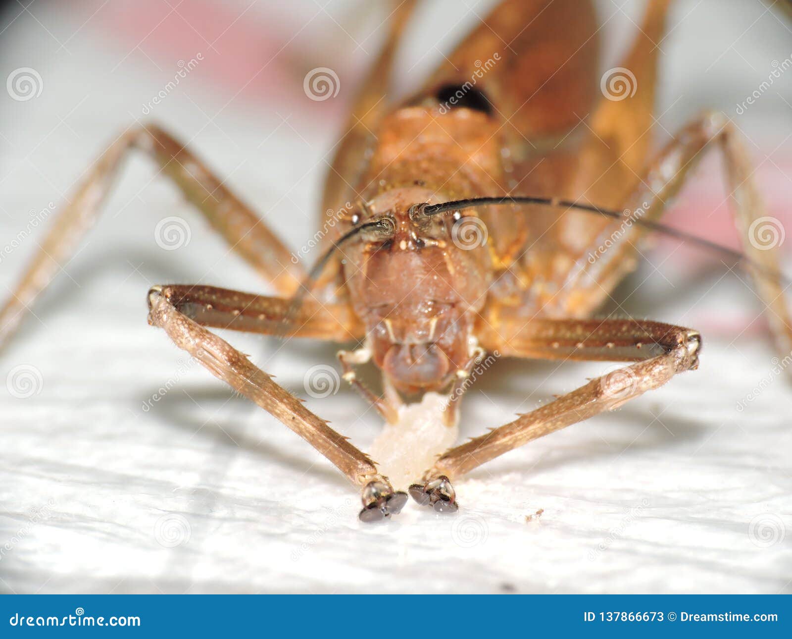 a cricket eating rice