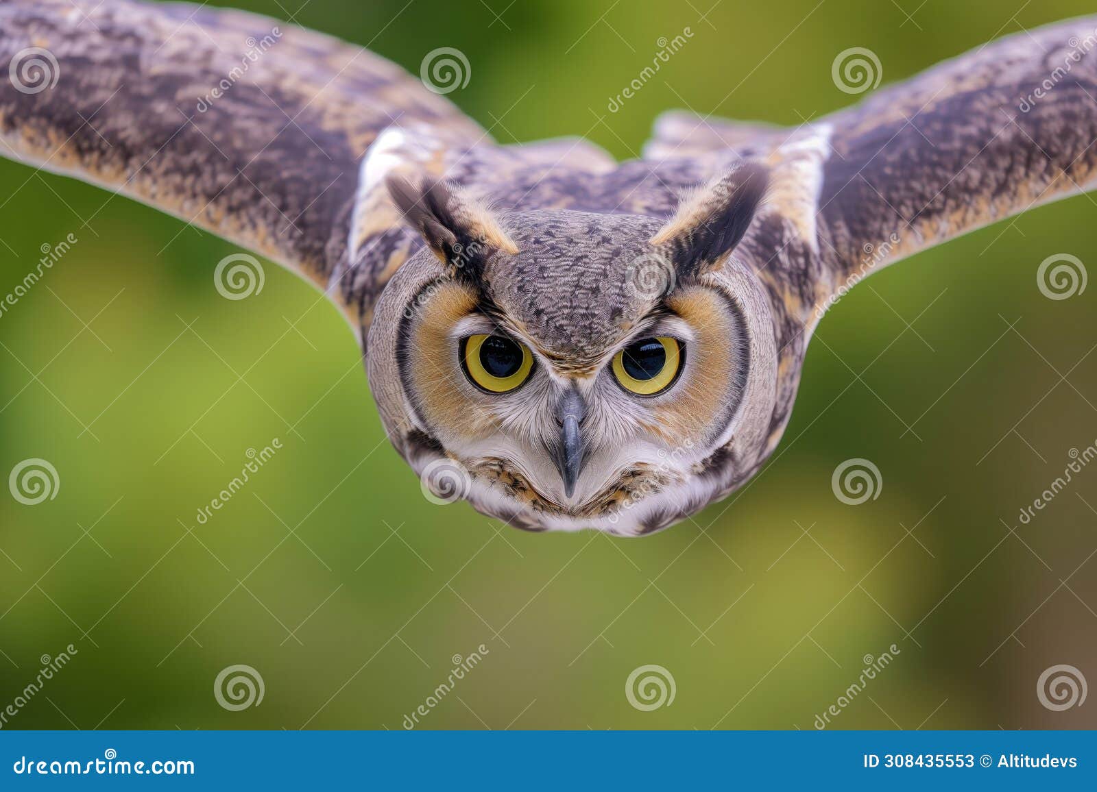 close midflight capture, owls face details sharp, background blurred