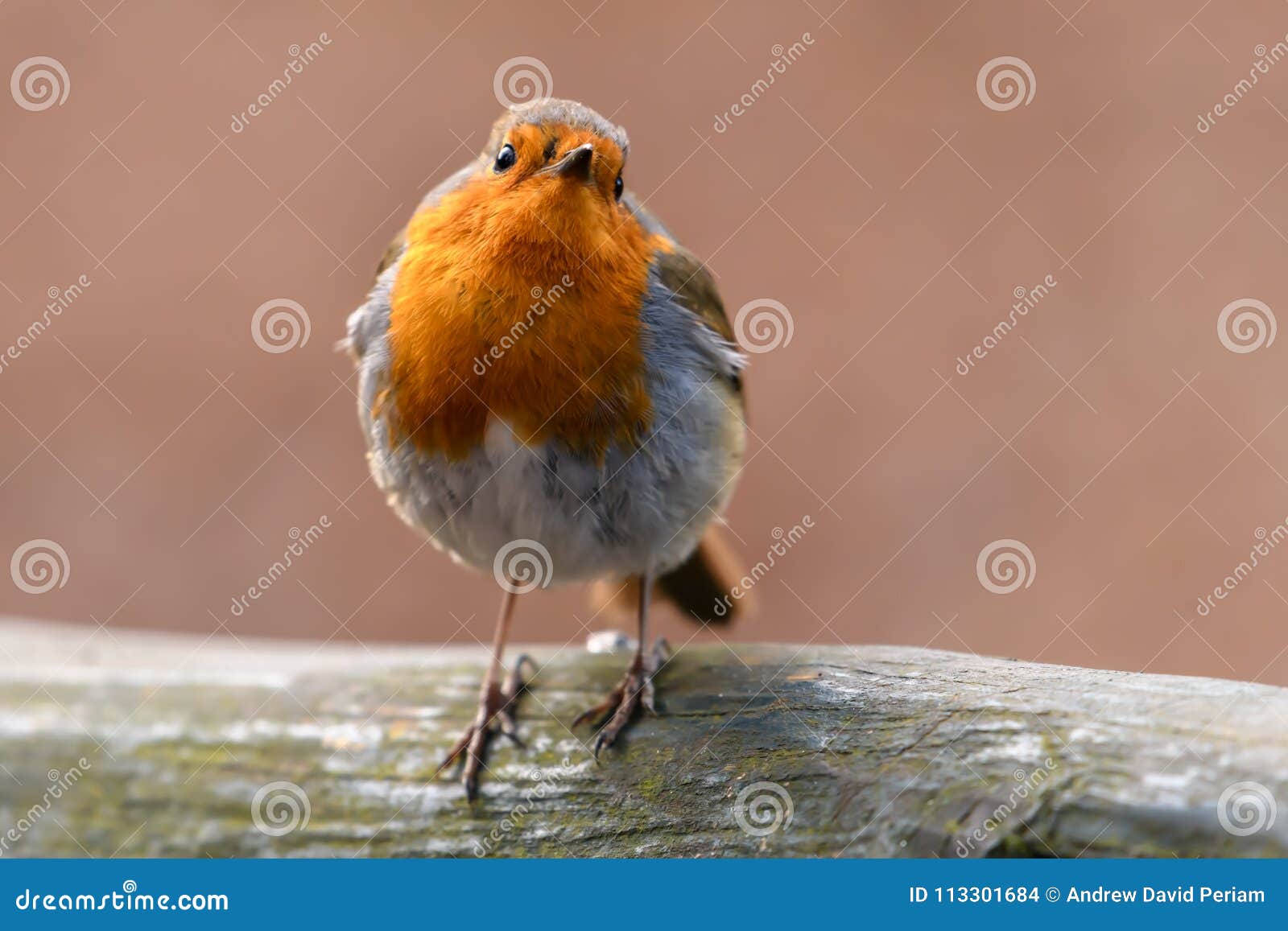 Red Robin bird stock photo. Image of eyes, alive, animal - 113301684