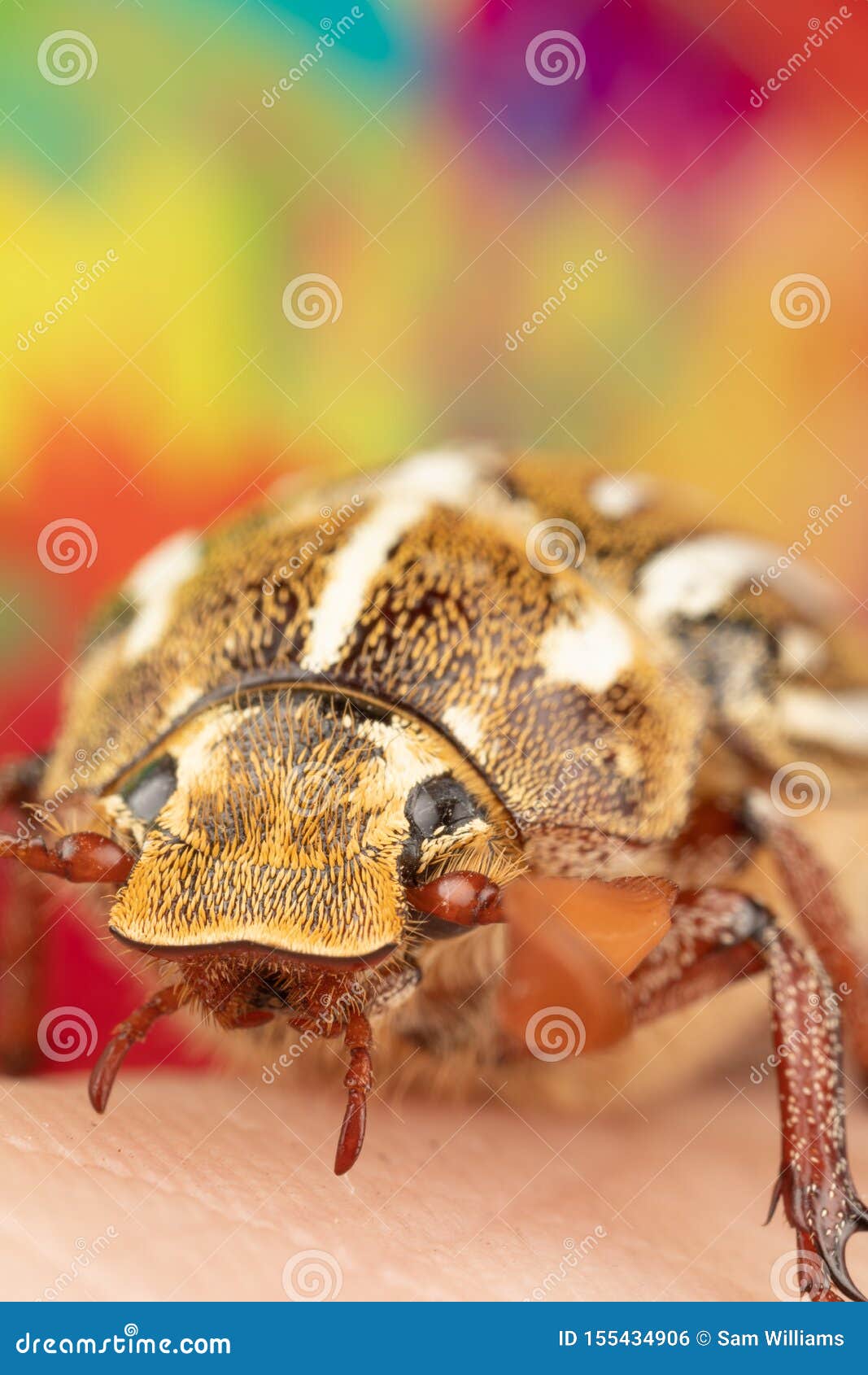 Close Photo of a Ten Lined June Beetle Junebug with Strange Looks