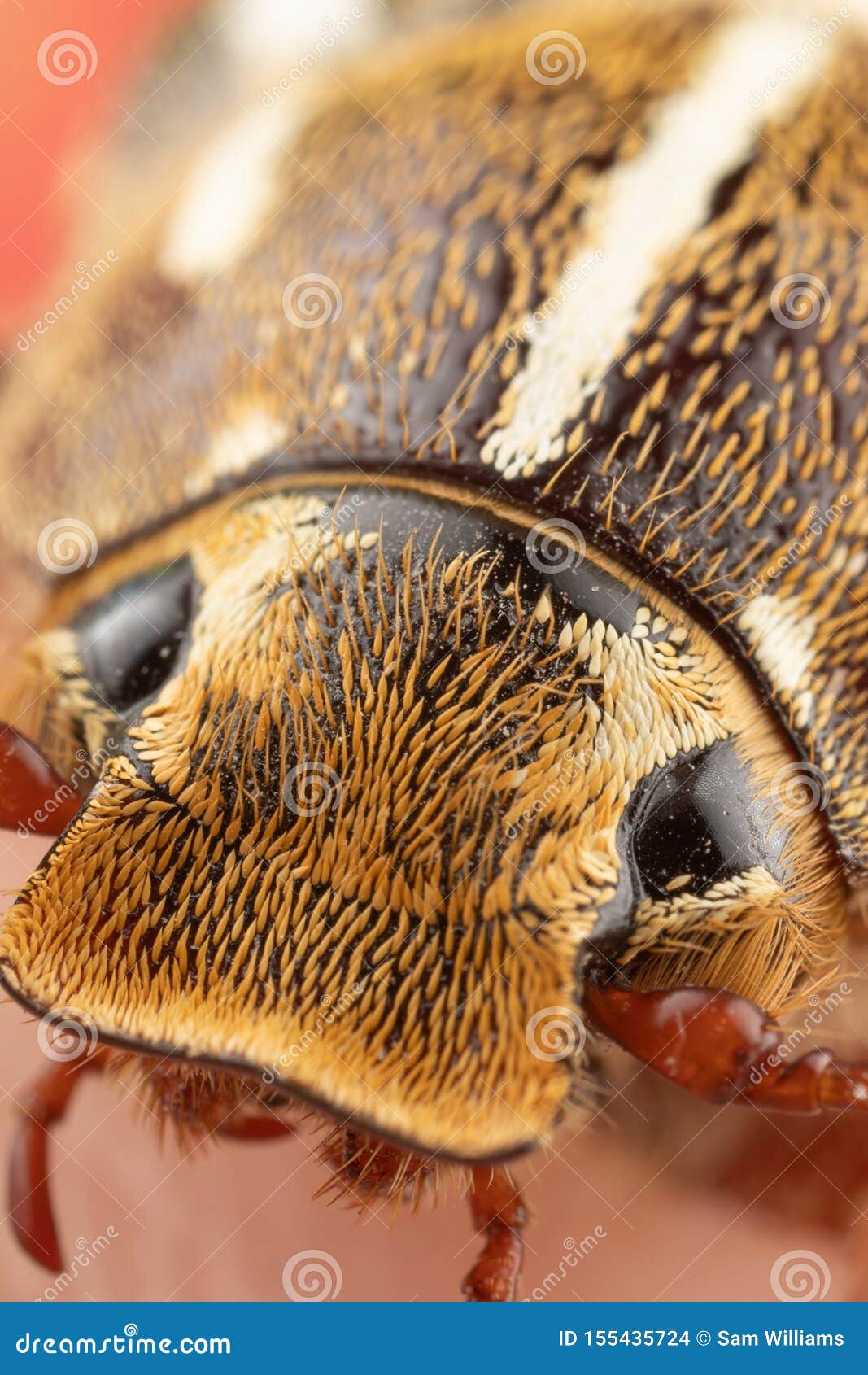Close Photo of a Ten Lined June Beetle Junebug with Strange Looks