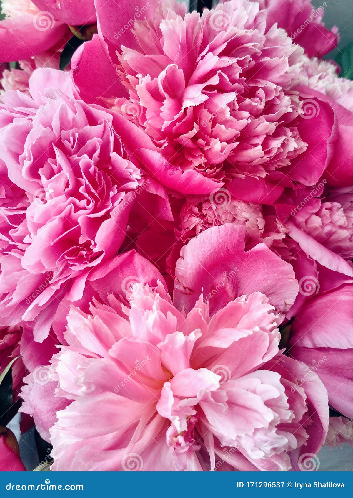 Close Pink Petals Of Peony Flowers Stock Image Image Of Fragrance