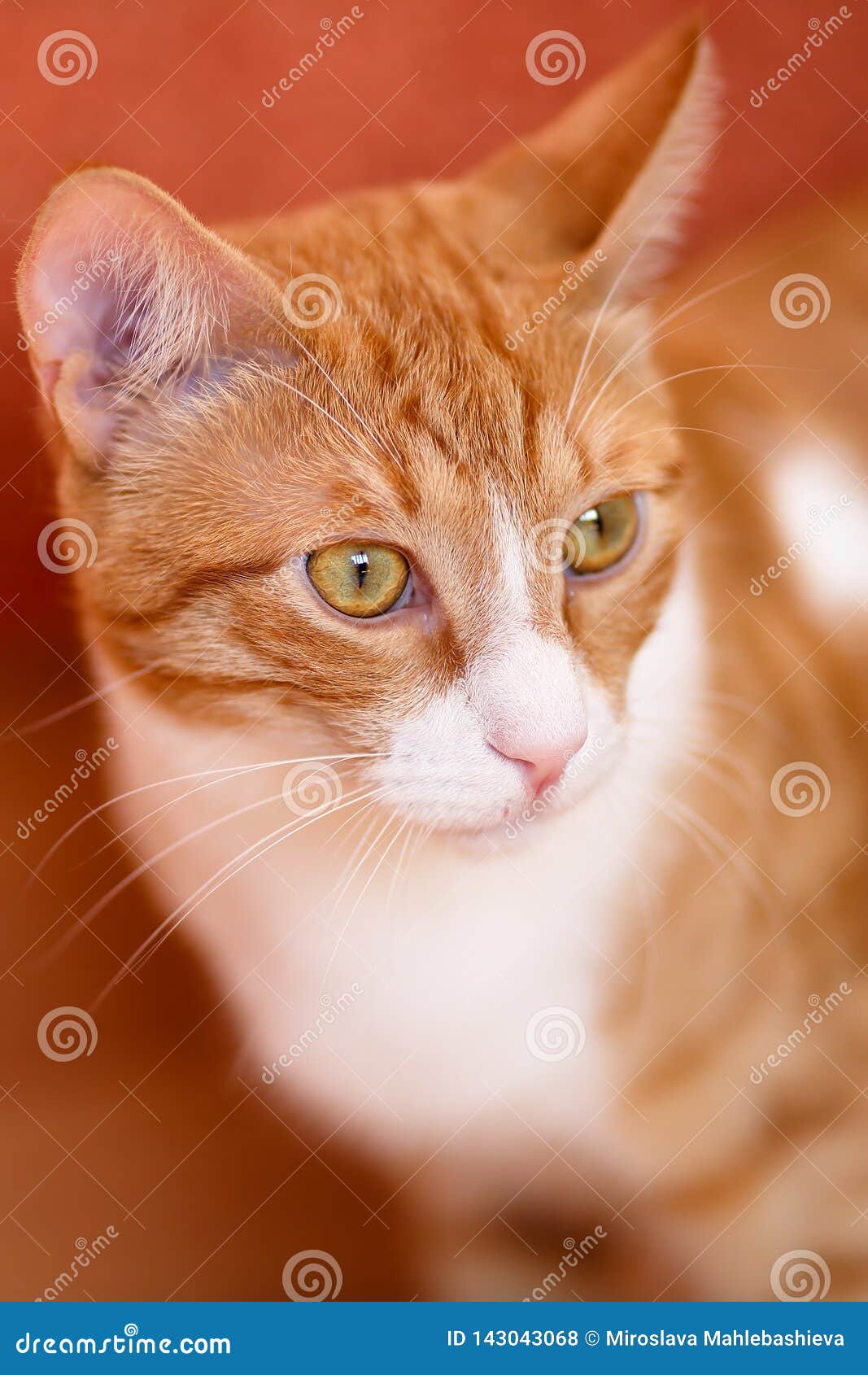 red tabby cat