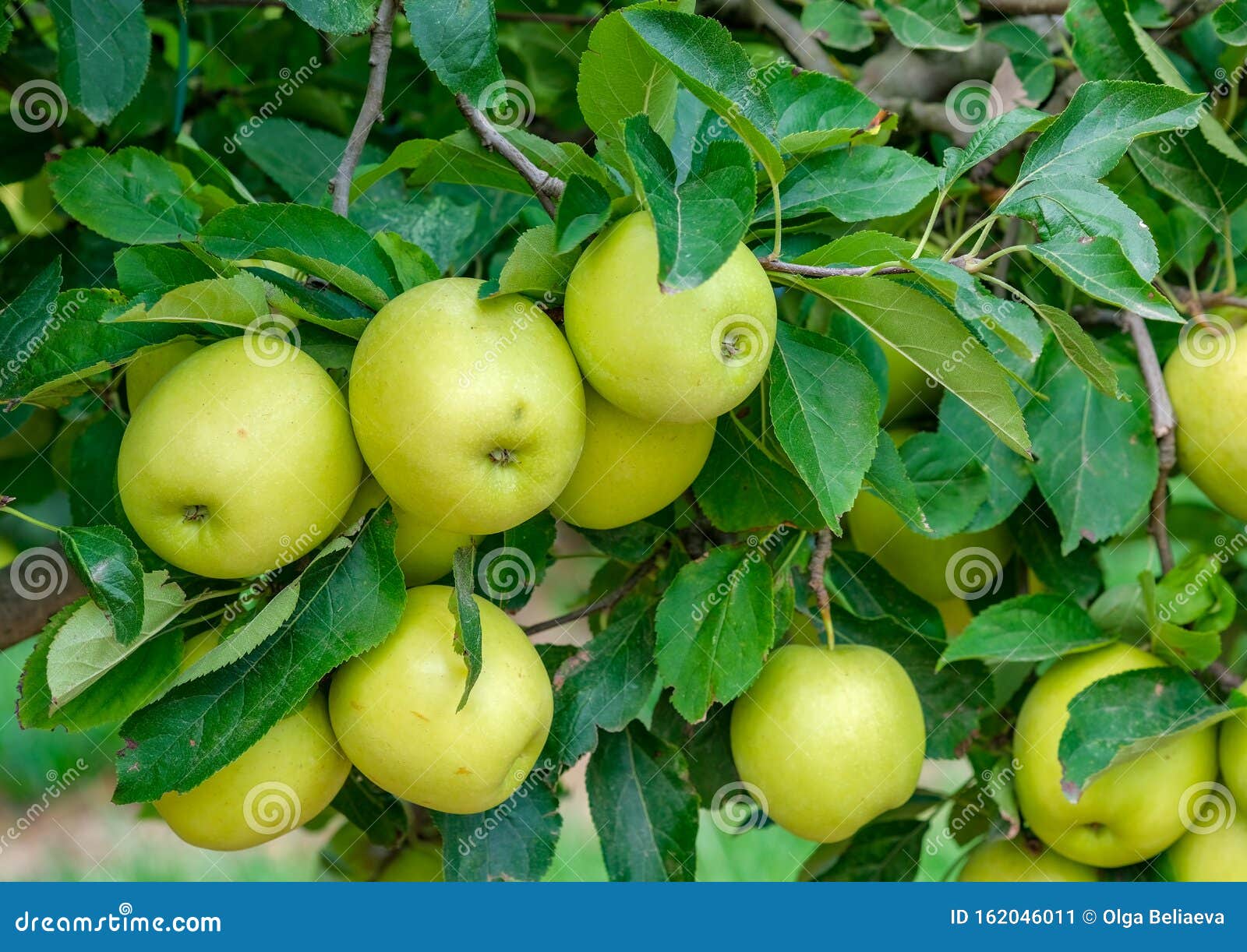 close of ripe green apples on a tree on a sunny day