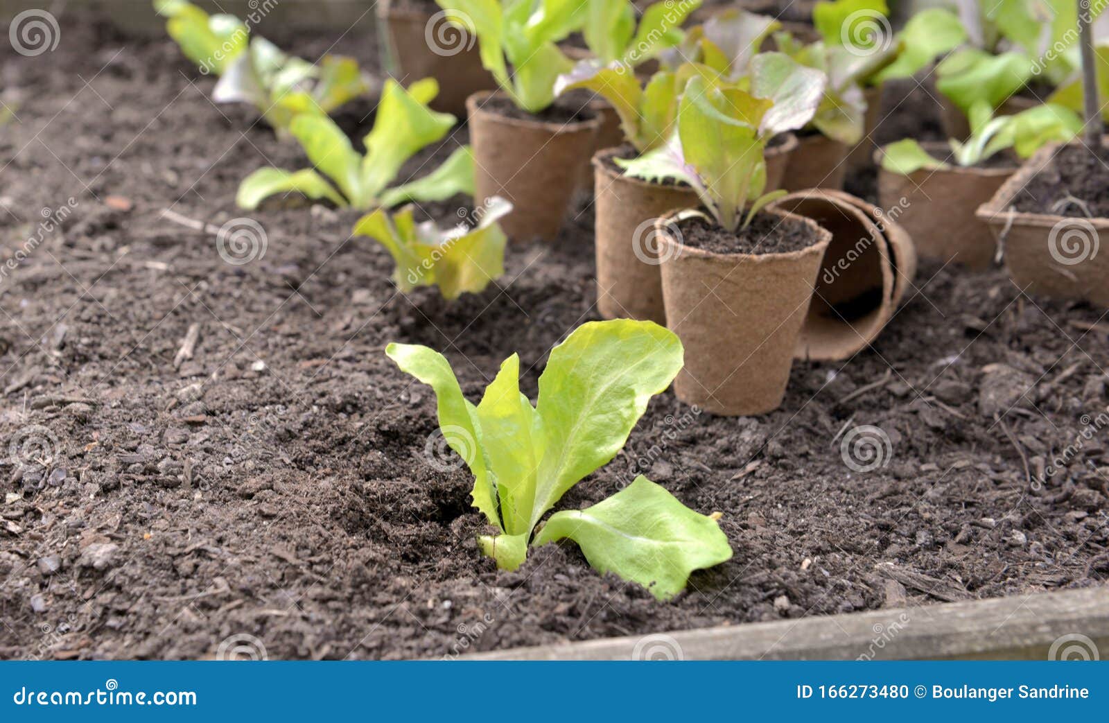 Seedling of Lettuce Growing in the Soil Stock Photo Image of spring