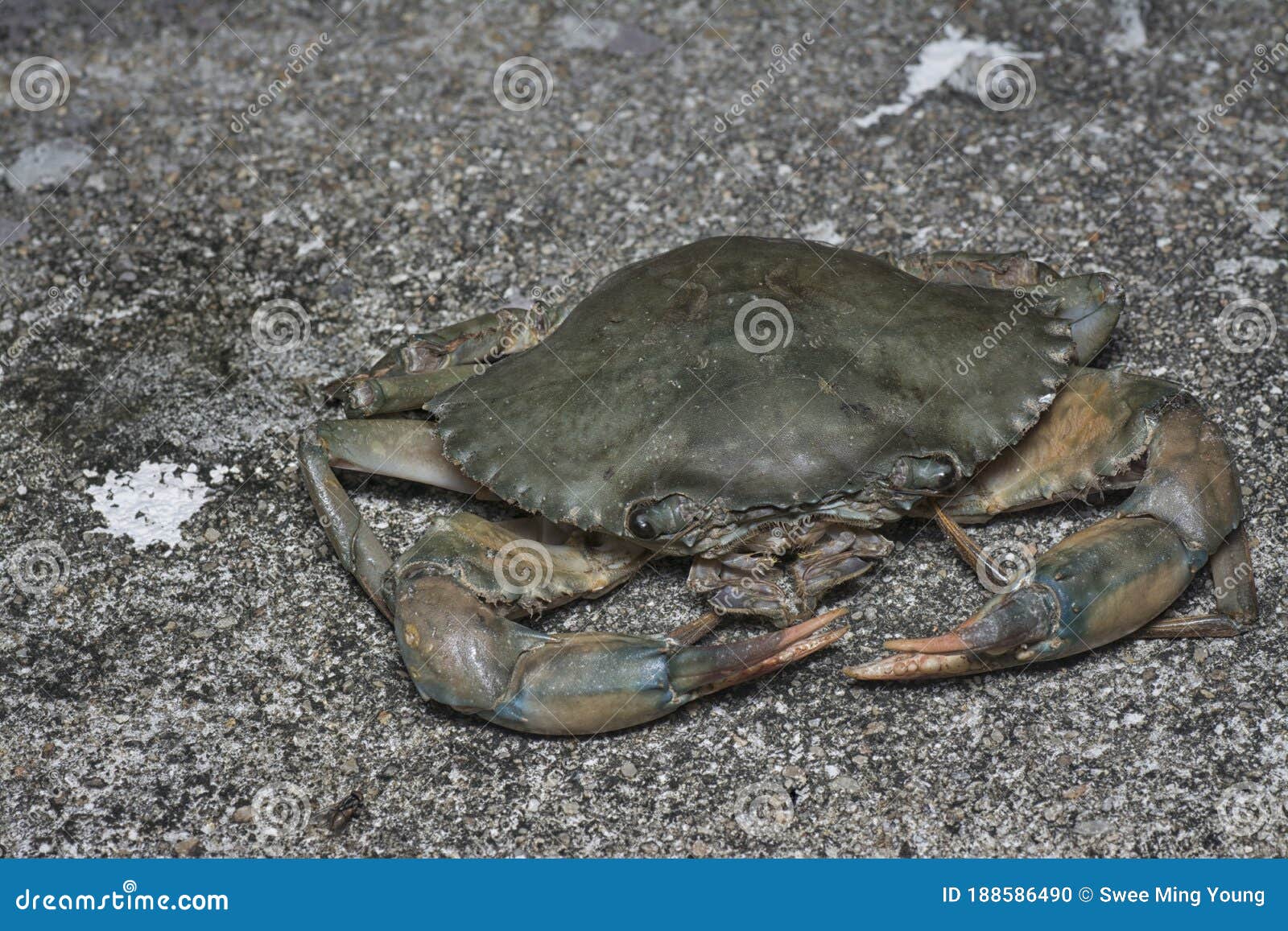Close Shot of the Common Brown Rock Crab Stock Photo - Image of