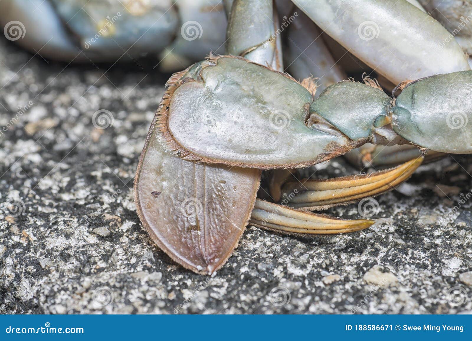 Close Shot of the Common Brown Rock Crab Stock Image - Image of carapace,  arthropod: 188586671