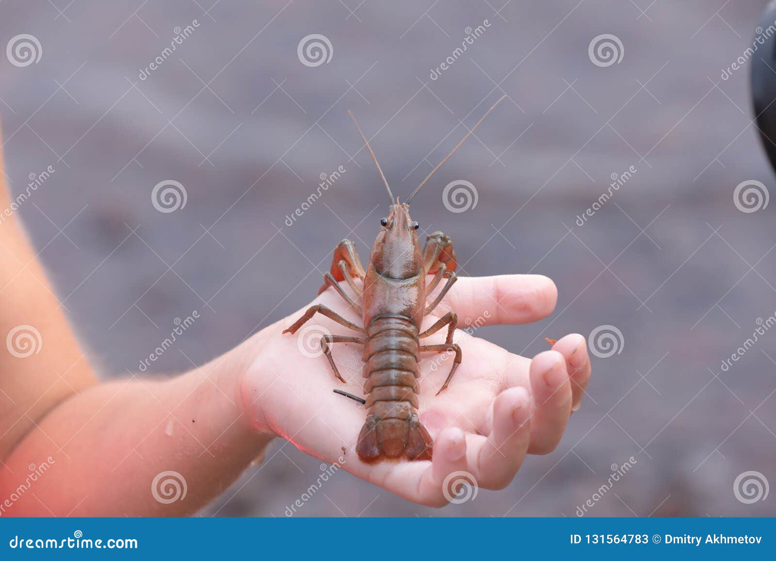 close view of a crayfish sitting on a kid`s hand