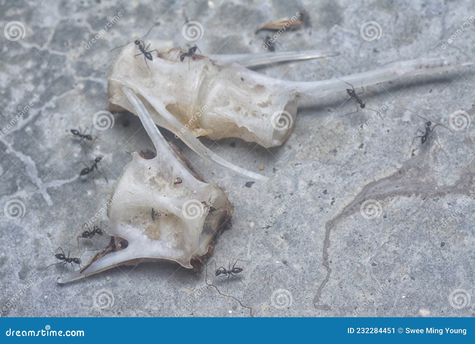 Close Shot of the Dried Fish Bones Stock Image Image of food, cement