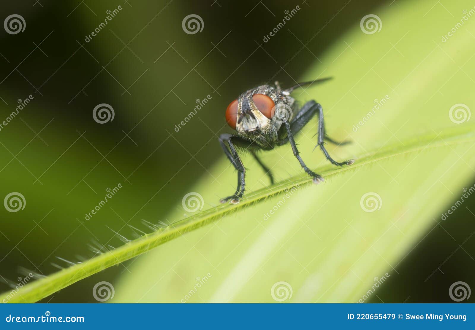 close shot of clusterfly resting on leaf
