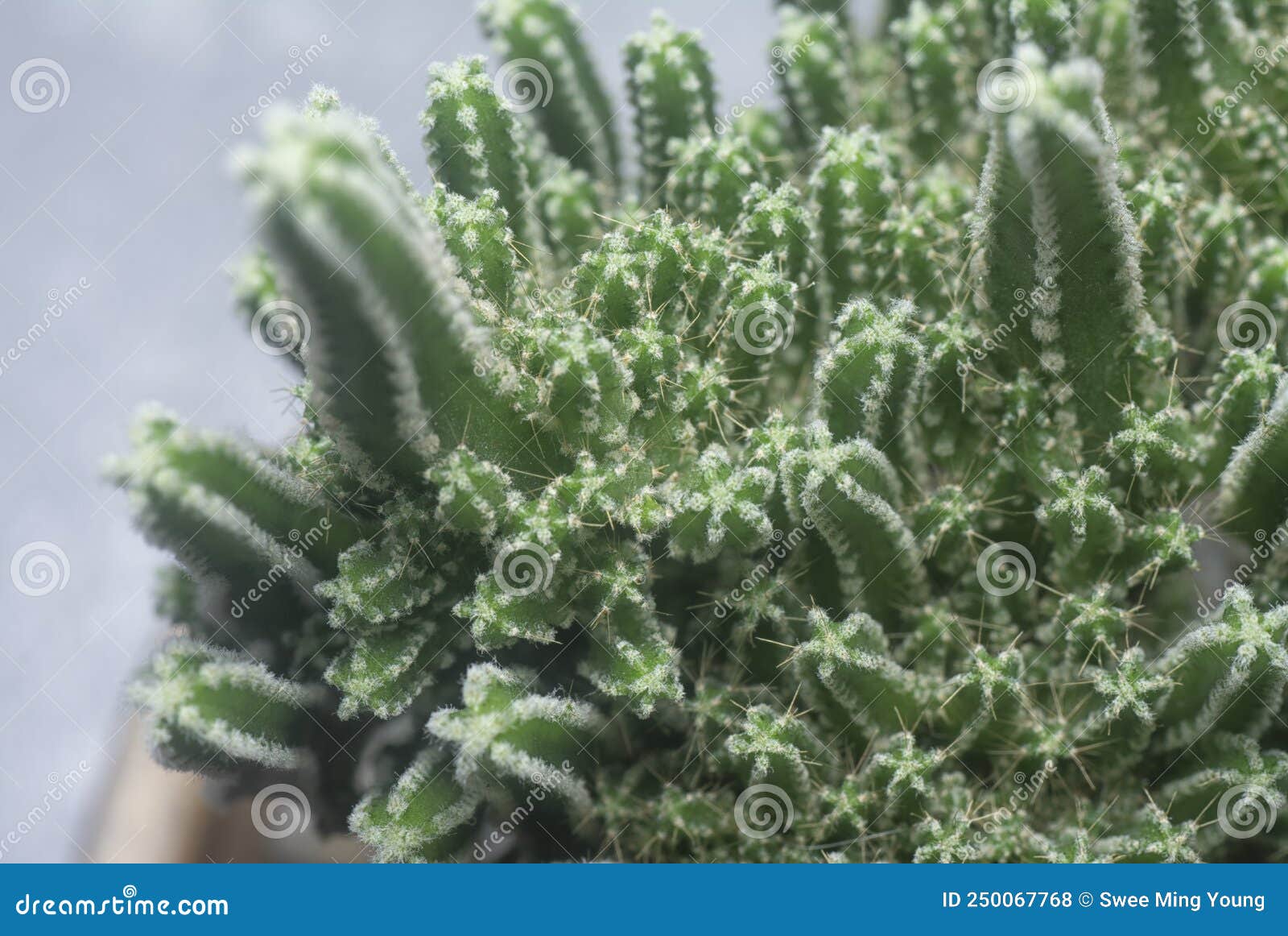 close shot of the miniature acanthocereus tetragonus cactus