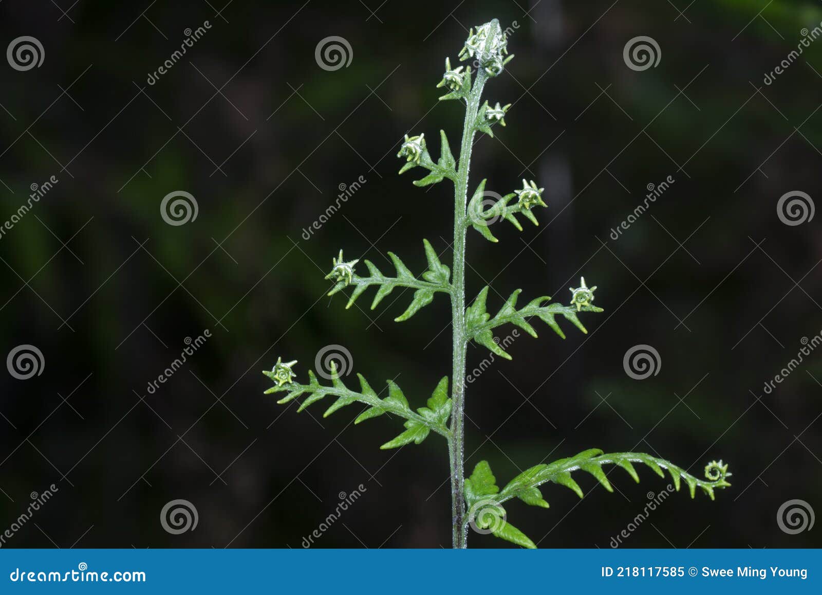 close shot of the wild athyrium filix-femina or squirrel`s foot fern.