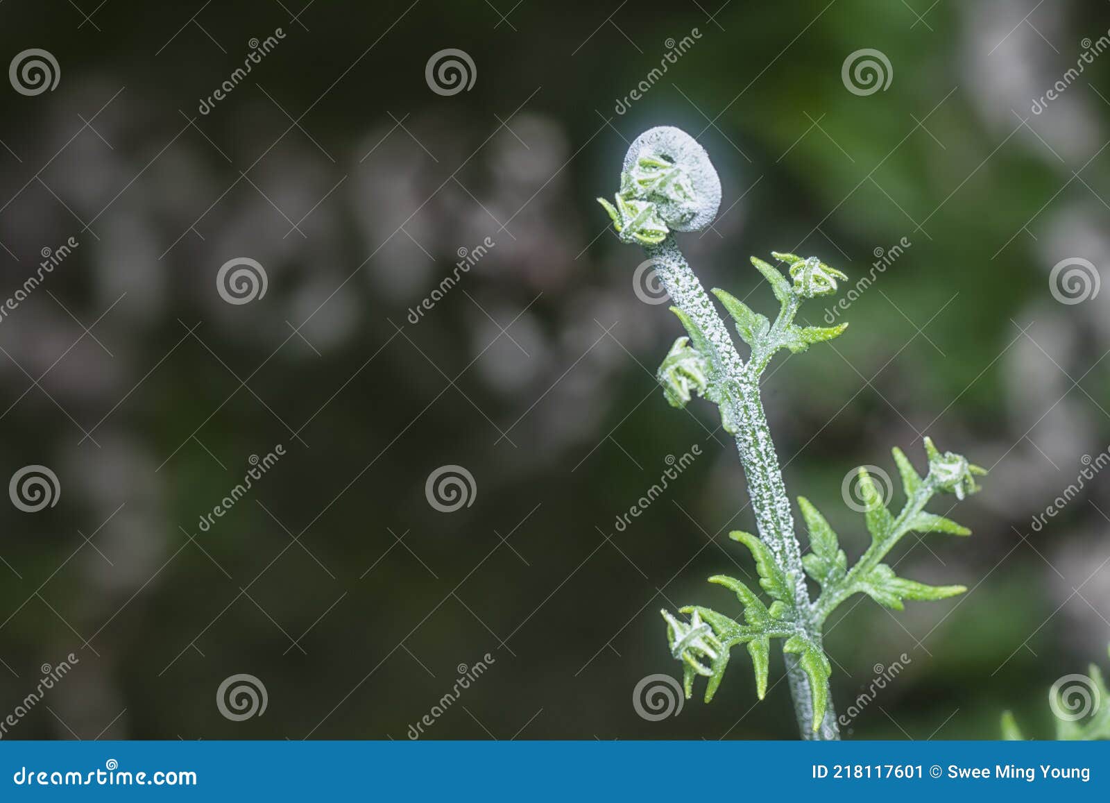 close shot of the wild athyrium filix-femina or squirrel`s foot fern.