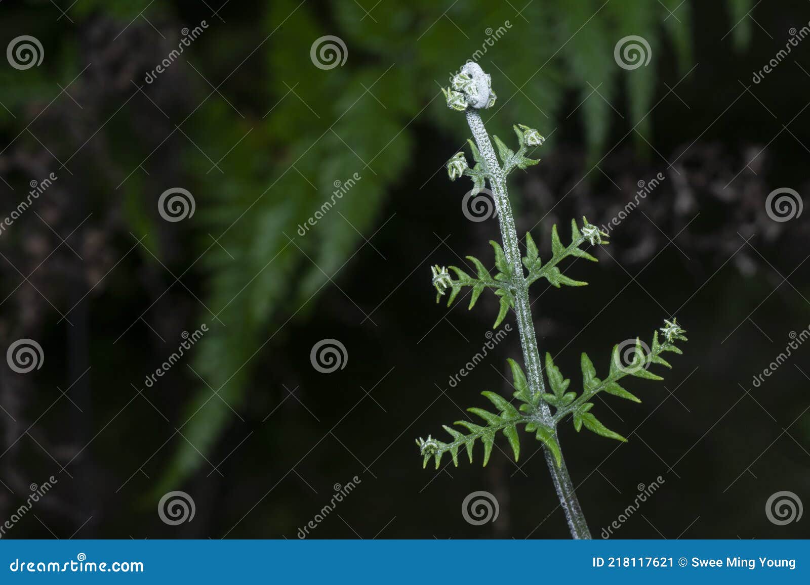 close shot of the wild athyrium filix-femina or squirrel`s foot fern.