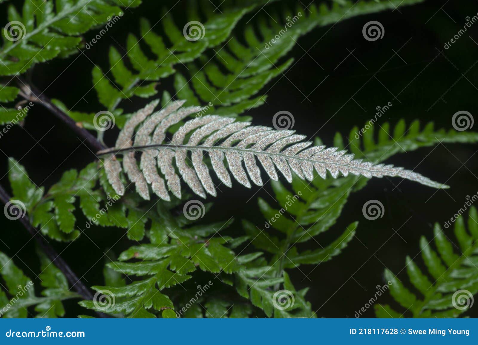 close shot of the wild athyrium filix-femina or squirrel`s foot fern.