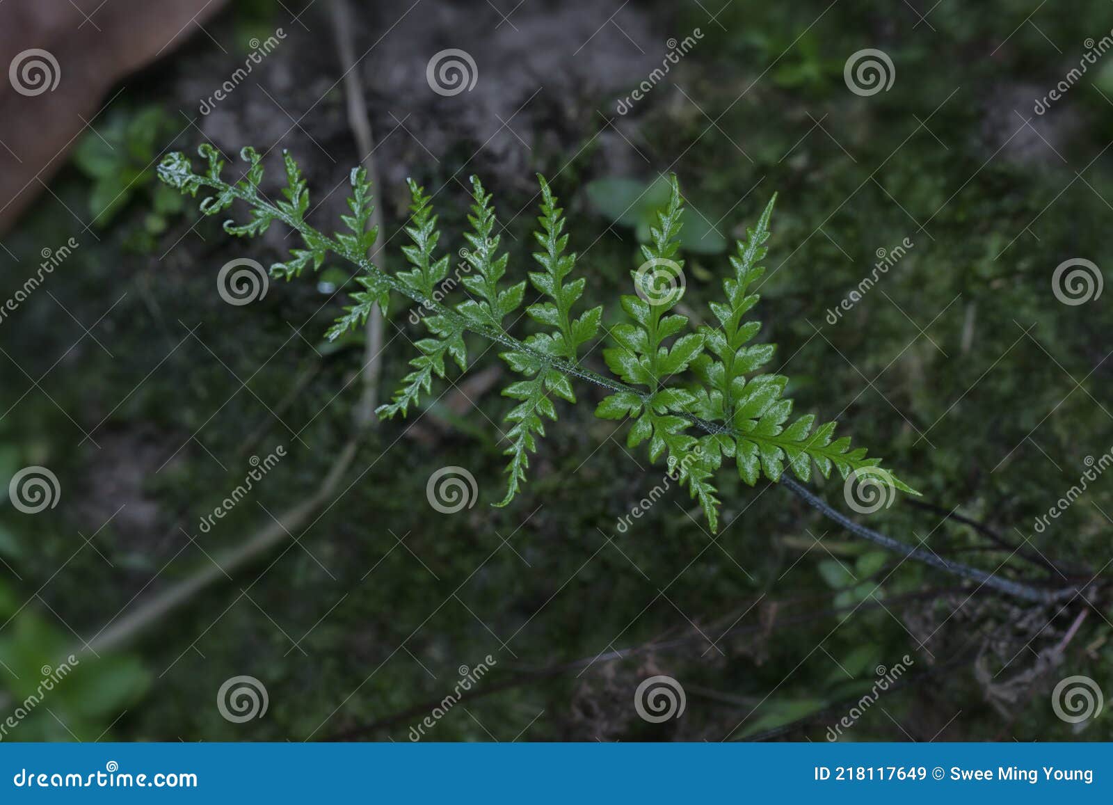 close shot of the wild athyrium filix-femina or squirrel`s foot fern.