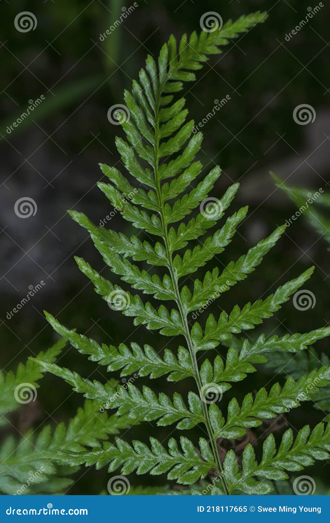 close shot of the wild athyrium filix-femina or squirrel`s foot fern.