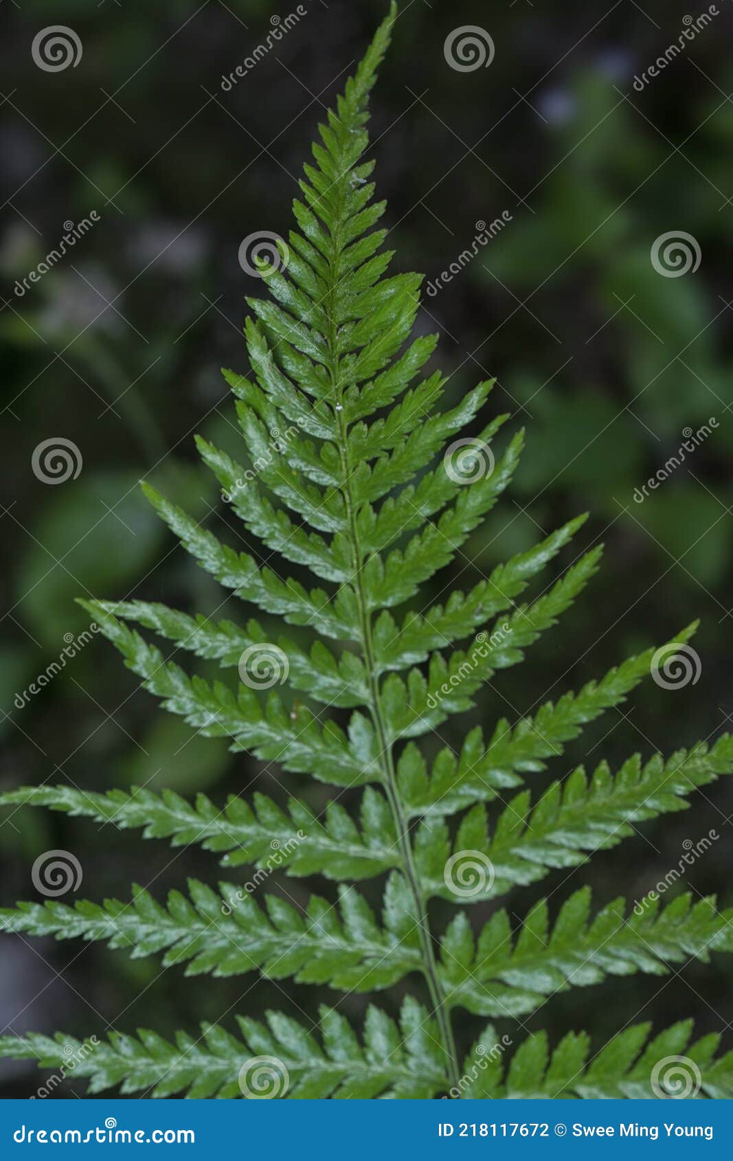 close shot of the wild athyrium filix-femina or squirrel`s foot fern.