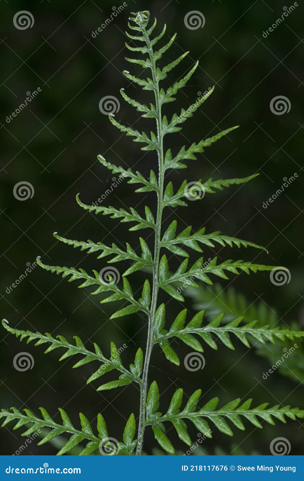 close shot of the wild athyrium filix-femina or squirrel`s foot fern.