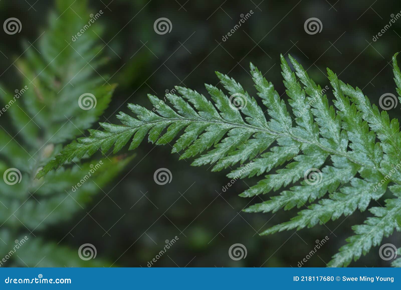 close shot of the wild athyrium filix-femina or squirrel`s foot fern.