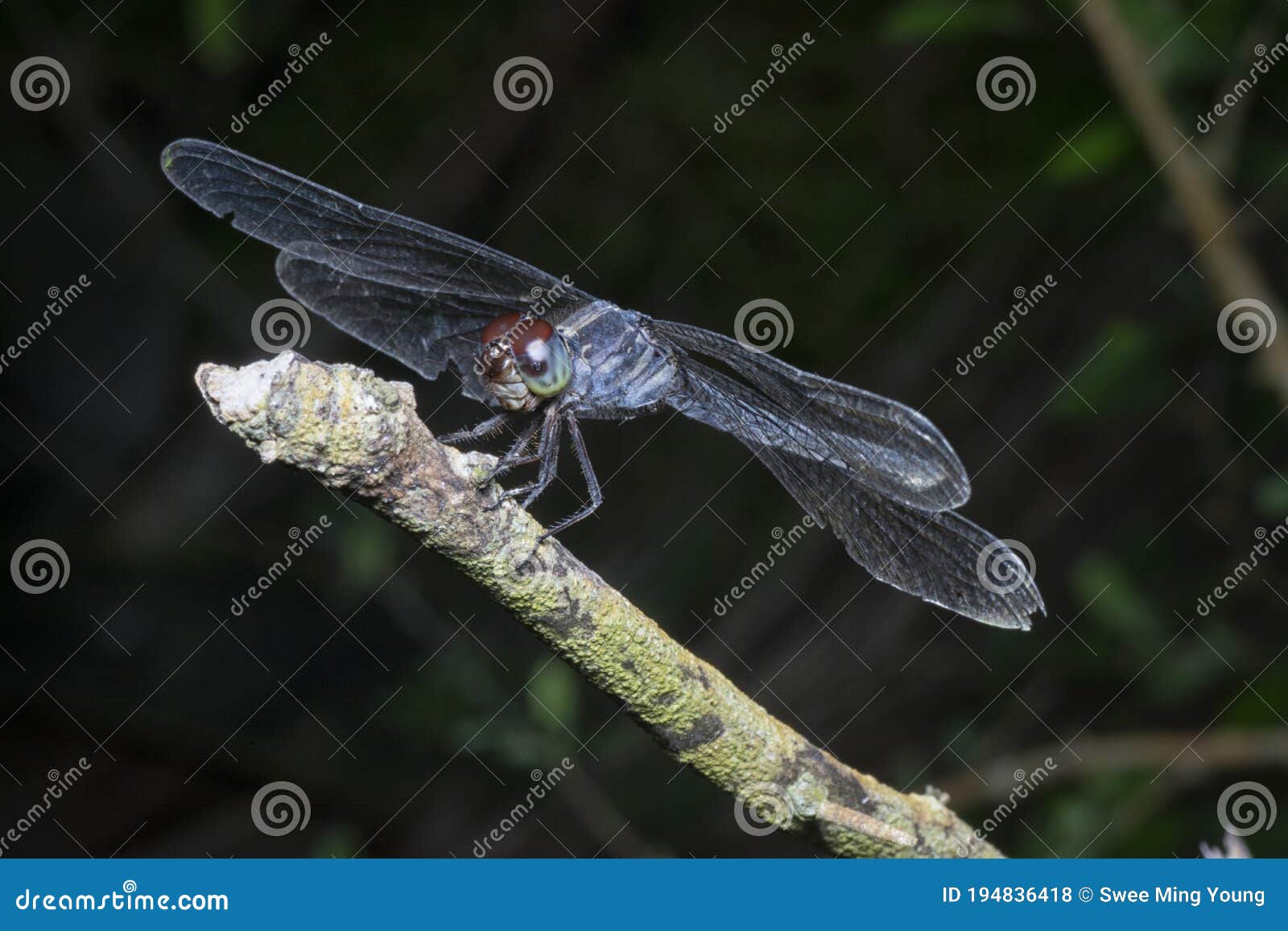 close shot of the orthetrum albistylum speciosum dragonfly.